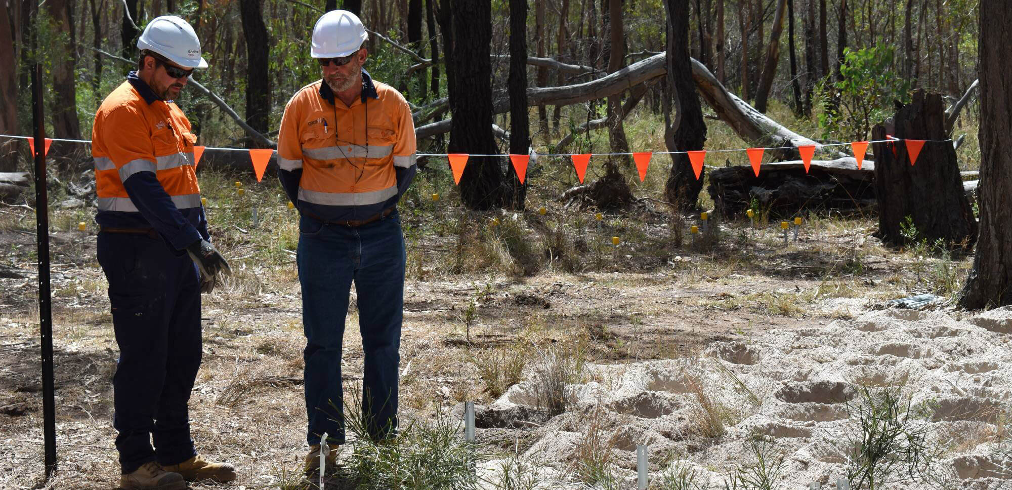 Imagen de traslocación de arbustos