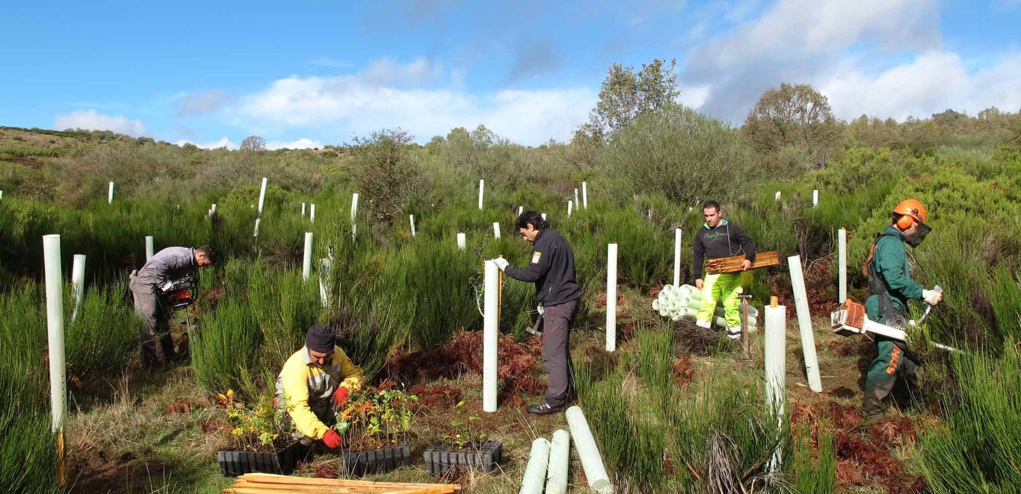 Imagen de plantación de arboles